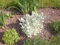 Garten Mai4 033.webp
