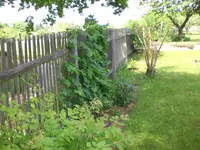 Garten Mai4 041.webp