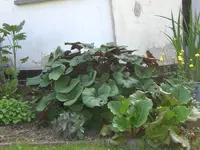 Garten Mai4 044.webp