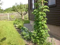 Garten Mai4 058.webp