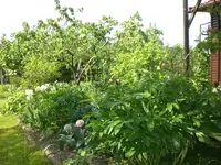 Garten Mai4 063.webp