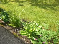 Garten Mai4 068.webp