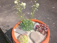 Garten Mai4 011.webp