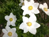 Garten Mai4 025.webp