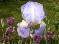 Garten Mai4 028.webp
