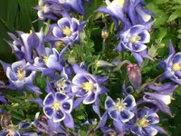 Garten Mai4 031.webp