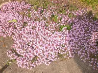 Garten Mai4 034.webp