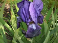 Garten Mai4 036.webp