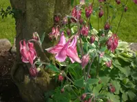 Garten Mai4 048.webp