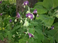 Garten Mai4 050.webp