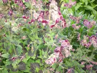 Garten Mai4 054.webp