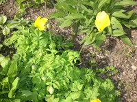 Garten Mai4 056.webp
