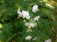 Garten Mai4 057.webp