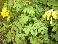 Garten Mai4 066.webp
