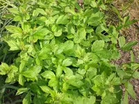 Garten Mai4 015.webp