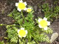 Garten Mai4 030.webp