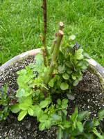suchbild.webp