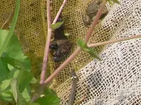 25.5.2010 045.webp