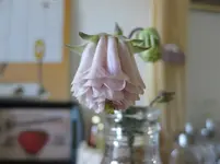 Akelei.webp