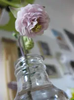 Akelei (2).webp