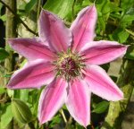 Clematis 'Nelly Moser'.jpg