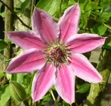 Clematis 'Nelly Moser'.webp