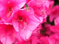 Azalea japonica mit Fliege.webp