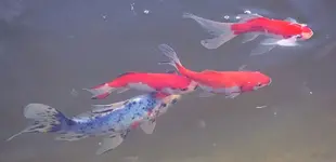 3 Sarasa und 1 Shubunkin.webp