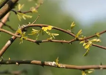 Goldrobinie treibt aus_klein.webp