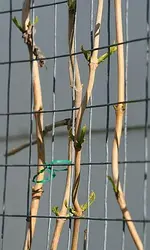 Campsis Radicans_klein.webp