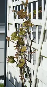 gelber Wein_klein.webp