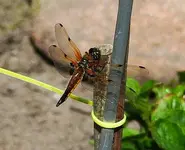 Libelle4.webp