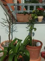 DSCF0854.webp