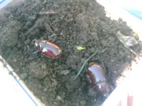 junger Hirschhornkäfer und junger Nashornkäfer bei mir im Garten - 25.05.2010.webp