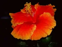 Mai 2010 557v.webp