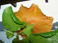 Mai 2010 562v.webp