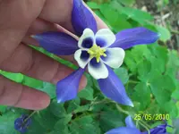 100_2454.webp