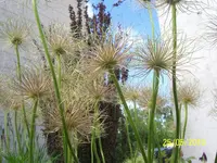 100_2450.webp 100_2450.webp