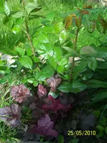 100_2446.webp