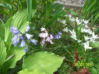 100_2451.webp