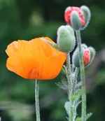 mohn.webp