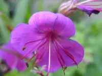 Fotos 010.webp