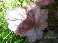 100_2447.webp