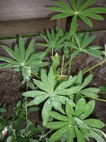 25.05.2010 008.webp