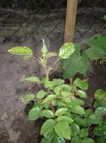 25.05.2010 013.webp