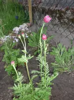 25.05.2010 014.webp