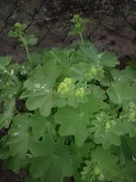 25.05.2010 018.webp