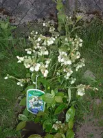 25.05.2010 016.webp