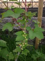 25.05.2010 017.webp