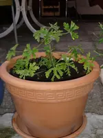 25.05.2010 028.webp